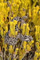 Juvenile Southern adder snake (Bitis armata) arboreal behaviour, De Hoop Nature reserve, Western Cape, South Africa