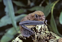 Chocolate wattled bat (Chalinolobus morio) clinging to wood, Tasmania, Australia