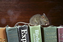 House mouse (Mus musculus) on books, Tasmania, Australia