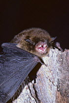Southern forest bat / King river vespadelus (Vespadelus regulus) on wood, aggressive behaviour, 'finger' clearly visible, Tasmania, Australia