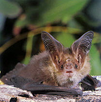 Lesser long-eared bat (Nyctophilus geoffroyi) portrait, Tasmania, Australia