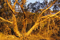 Mallee tree (Eucalyptus dumosa) Mallee, Victoria, Australia