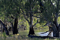 River red gum (Eucalyptus camaldulensis) trees in water, Hattah Lakes, Victoria, Australia