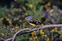 Spotted pardalote (Pardalotus punctatus) on branch with prey in beak, Tasmania, Australia
