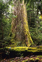 Trunk of Mountain ash / Swamp gum (Eucalyptus regnans) in Styx Valley, Tasmania, Australia