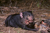 Tasmanian devil (Sarchopilus harrisii) feeding on Tasmanian Pademelon carcass (Thylogale billardierii). First recorded case of DFTD (Devil Facial Tumour Disease). Tasmania, Australia, 1988