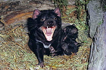 Tasmanian devil (Sarchopilus harrisii) defending young, Tasmania, Australia