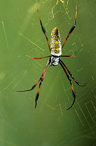 Madagascar spider (Nephila madagascarensis) on web, Central Madagascar, April