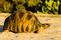 Madagascar radiated tortoise, (Geochelone radiata) crossing sand, Anakao, South Tulear, South Madagascar, May
