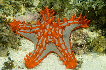 Unidentified colourful starfish, Anakao, South Tulear, South Madagascar, May