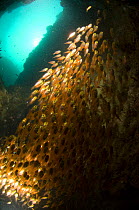 Large shoal of fish schooling in a cave, Nosy Ve, Anakao, Tulear, South Madagascar