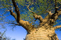 Bottle boabab tree (Adansonia rubrostipa) the oldest baobab in Madagascar, Tsimanampetsotse National Park, South Madagascar, May 2007