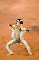 Verreaux's Sifaka (Propithecus verreauxi verreauxi) 'dancing' as it crosses open ground, Berenty Private Reserve, south Madagascar, May