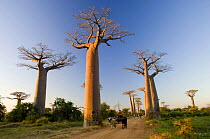 Cart passes along Baobab's Avenue beside large Baobab trees (Adansonia grandidieri) Morondava, West Madagascar, May 2007