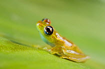 Small frog (Mantidactylus sp) Andasibe-Mantadia National Park, Central-East Madagascar