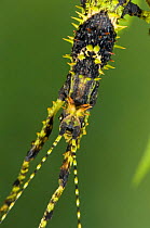 Colourful stick insect {Phasmida} in Ranomafana National Park, Madagascar