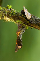 Leaf-tail gecko (Uroplatus phantasticus) hanging from branch, camouflaged, Ranomafana National Park, Madagascar
