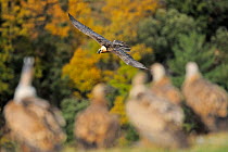 Bearded vulture (Gypaetus barbatus) flying over Griffon vultures (Gyps fulvus) on the ground, Serra de Beumort, Gerri de la Sal, Catalonia, Spain, November 2008