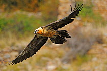 Bearded vulture (Gypaetus barbatus) in flight, Serra de Beumort, Gerri de la Sal, Catalonia, Spain, November 2008