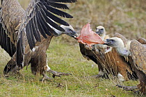 Two Griffon vultures (Gyps fulvus) pulling at flesh, Serra de Beumort, Gerri de la Sal, Catalonia, Spain, November 2008