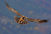 Bearded vulture (Gypaetus barbatus) in flight, Cebollar, Torla, Aragon, Spain, November 2008