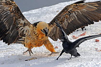 Bearded vulture (Gypaetus barbatus) chasing away Carrion crow (Corvus corone corone) Cebollar, Torla, Aragon, Spain, November 2008