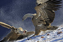 Griffon vultures (Gyps fulvus) fighting over food, Cebollar, Torla, Aragon, Spain, November 2008.