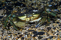 Common shore crab (Carcinus maenas) on seabed, Lofoten, Norway, November 2008