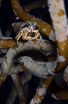 Common hermit crab (Pagurus barnharudus) on Kelp with Sea-mat / Lacy crust bryozoan (Membranipora membranacea) growing on it, Lofoten, Norway, November 2008