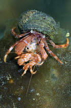 Hermit crabs (Pagurus pubescens) about to mate, Lofoten, Norway, November 2008