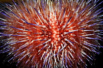 Close-up of Common / Edible sea urchin (Echinus esculentus) Lofoten, Norway, November 2008