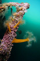 Plumose sea anemones (Metridium senile) on a ship wreck, Lofoten, Norway, November 2008