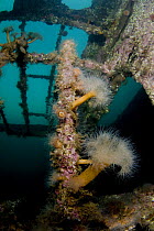 Plumose anemones (Metridium senile) on a ship wreck, close to Svolvaer, Lofoten, Norway, November 2008