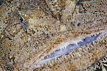 Monkfish / Allmouth (Lophius piscotorius) close-up of face, Lofoten, Norway, November 2008