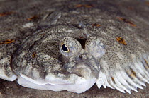 European plaice (Pleuronectes platessa) Lofoten, Norway, November 2008