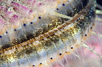 Queen scallop (Chlamys / Aequipecten opercularis) close-up showing eyes in a row, Lofoten, Norway, November 2008