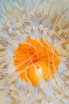 Plumose sea anemone (Metridium senile) close-up, Lofoten, Norway, November 2008 WWE BOOK. WWE INDOOR EXHIBITION Wild Wonders kids book.