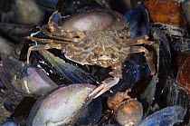 Swimming / Harbour crab (Liocarcinus depurator) Lofoten, Norway, November 2008