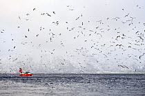 Fishing boat surrounded by seagulls on and over the sea, Lofoten, Norway, November 2008