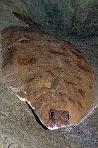 Witch flounder (Glyptocephalus cynoglossus) Lofoten, Norway, November 2008