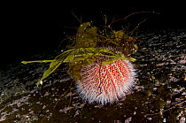 Common / Edible sea urchin (Echinus esculentus) with seaweed attatched to spines, Lofoten, Norway, November 2008
