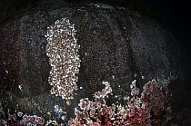 Dogwhelks (Nucella lapillus) massed together on rock, Lofoten, Norway, November 2008