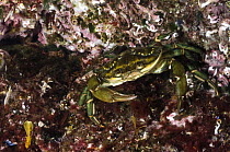 Common shore crab {Carcinus maenas} Lofoten, Norway, November 2008