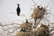 Common / Great cormorant (Phalacrocorax carbo sinensis) in nests in tree, Oosterdijk, Enkhuizen, Ijsselmeer, Netherlands, March 2009