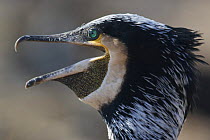 Common / Great cormorant (Phalacrocorax carbo sinensis) calling, Oosterdijk, Enkhuizen, Ijsselmeer, Netherlands, March 2009