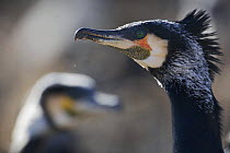 Common / Great cormorant (Phalacrocorax carbo sinensis) profile of head and neck, Oosterdijk, Enkhuizen, Ijsselmeer, Netherlands, March 2009