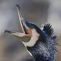 Common / Great cormorant (Phalacrocorax carbo sinensis) calling, beak open, Oosterdijk, Enkhuizen, Ijsselmeer, Netherlands, March 2009