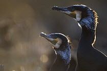 Common / Great cormorant (Phalacrocorax carbo sinensis) profile, Oosterdijk, Enkhuizen, Ijsselmeer, Netherlands, March 2009