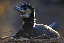 Common / Great cormorant (Phalacrocorax carbo sinensis) on nest, Oosterdijk, Enkhuizen, Ijsselmeer, Netherlands, March 2009