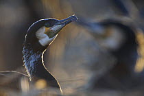 Common / Great cormorant (Phalacrocorax carbo sinensis) Oosterdijk, Enkhuizen, Ijsselmeer, Netherlands, March 2009